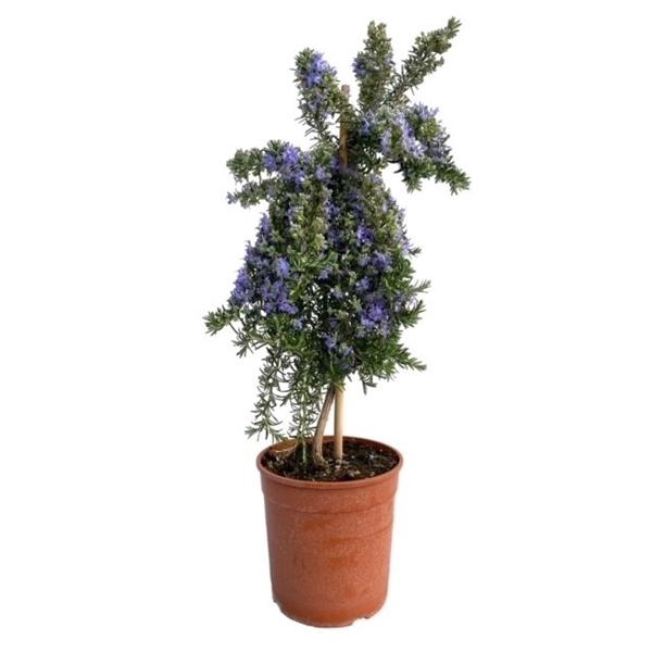 <h4>Rosmarinus officinalis 'Prostratus'</h4>