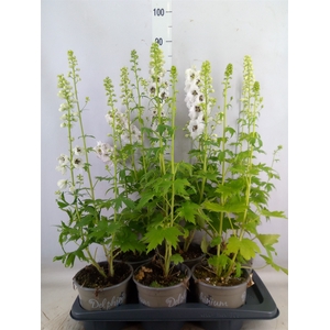 Delphinium el. 'PacG MagicFountian'
