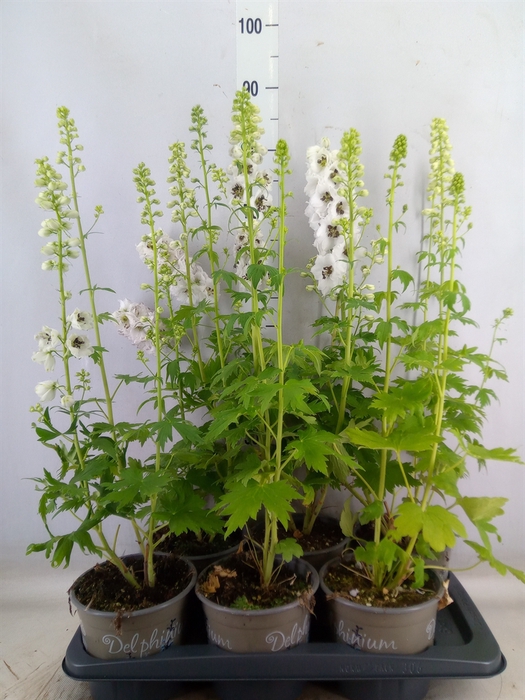<h4>Delphinium el. 'PacG MagicFountian'</h4>