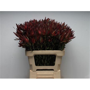 Leucad Safari Magik Spray