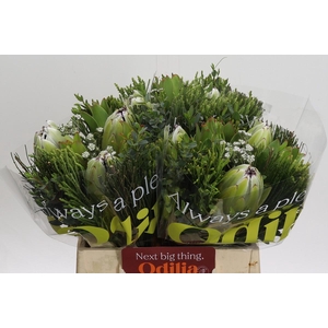 BQ Protea White Pride Carousel