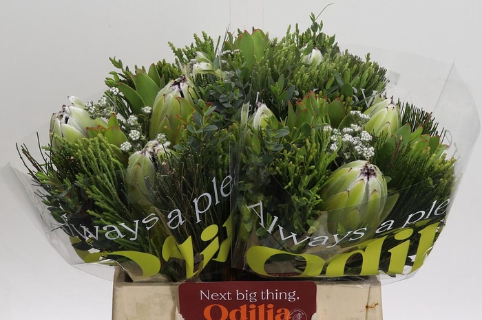 <h4>BQ Protea White Pride Carousel</h4>