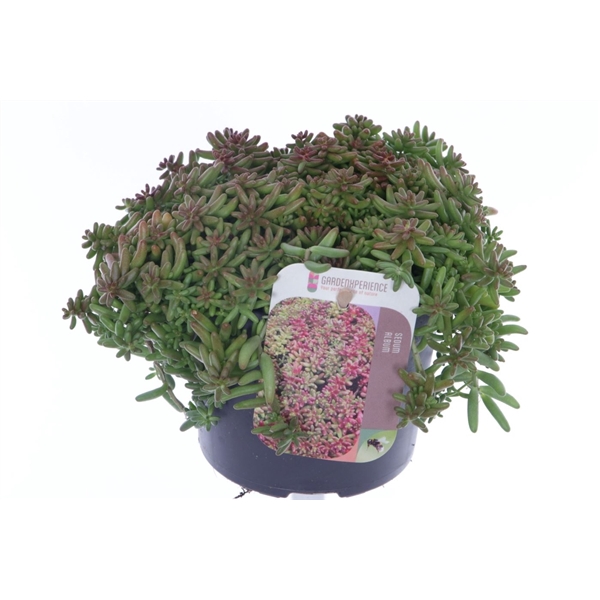 Sedum album Coral Carpet