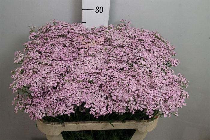 <h4>Achil M Lilac Beauty</h4>