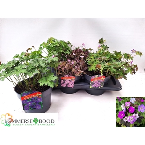 GERANIUM OVERIG