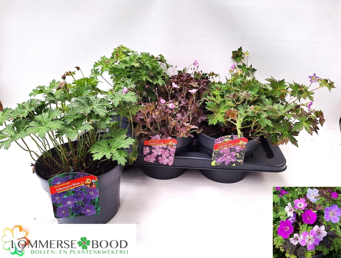 <h4>GERANIUM OVERIG</h4>