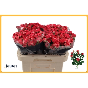 R TR FIREWORKS Water