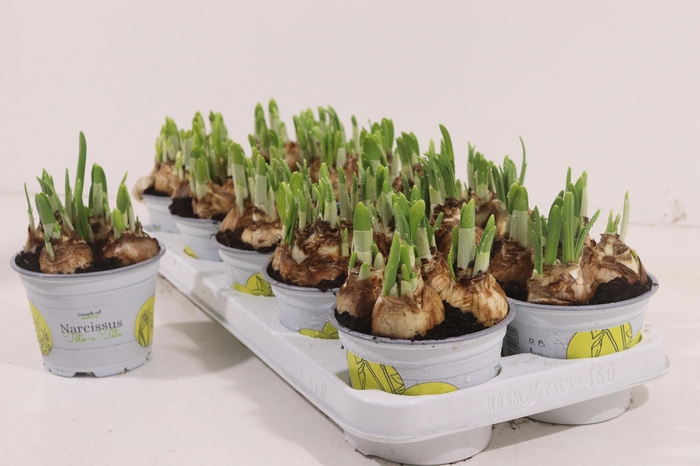 <h4>NARC O TETE A TETE</h4>