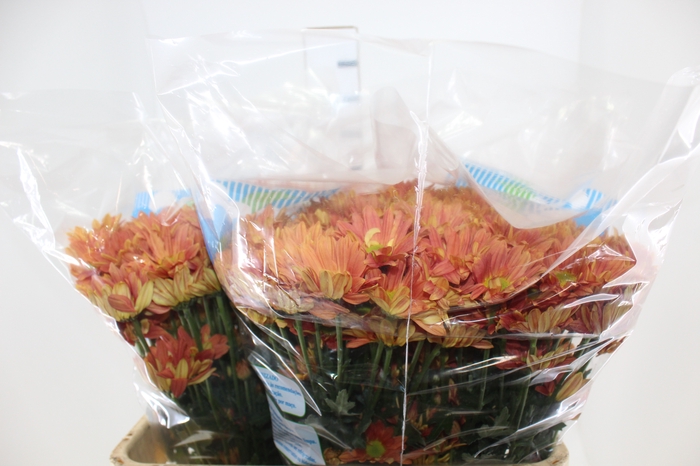 <h4>CRISANTEMO ORANGE REAGAN 080 CM</h4>