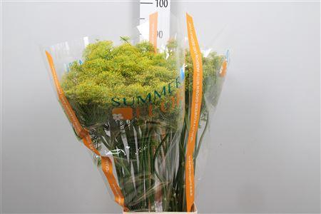 <h4>Anet Graveolens</h4>