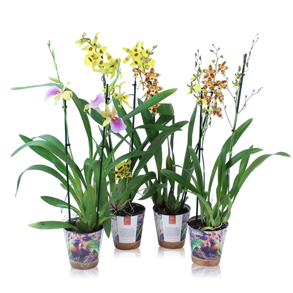 <h4>Inca Orchid mix 2 spike Yellow-Orange in Jungle cover</h4>