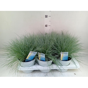 Festuca glauca 'Intens Blue'