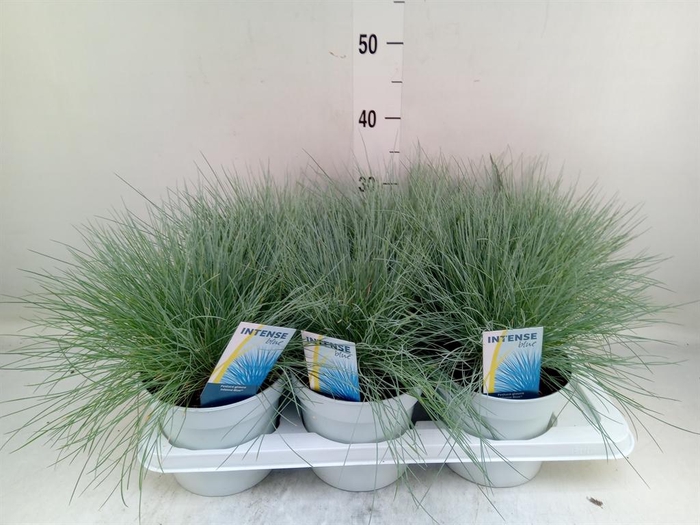 <h4>Festuca glauca 'Intens Blue'</h4>