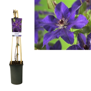 Clematis 'The President' +light label