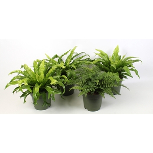 Asplenium gemengd 21 cm pot