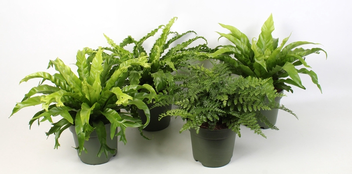 <h4>Asplenium gemengd 21 cm pot</h4>