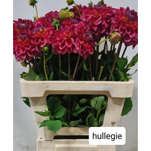 DAHL HULLEGIE