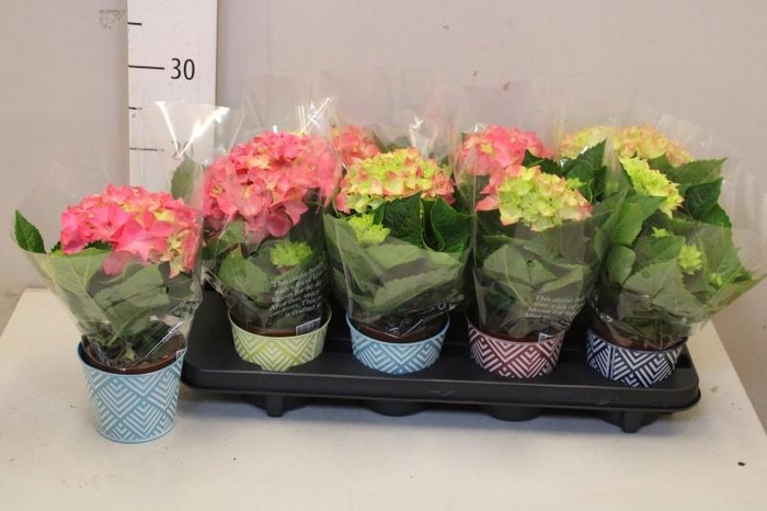 <h4>HYDR M HI OCEAN</h4>