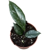 Hoya