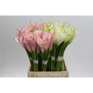 Zantedeschia Eydolls gemengd in fust