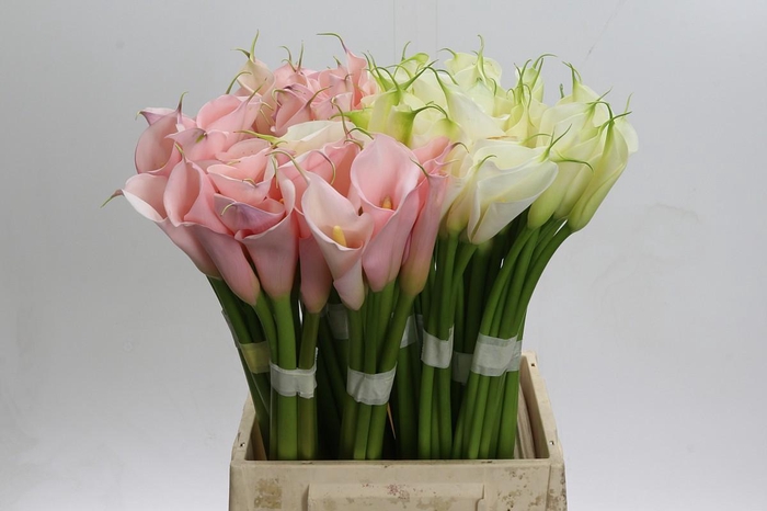 <h4>Zantedeschia Eydolls gemengd in fust</h4>