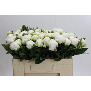 Paeonia Madame Claude Tain