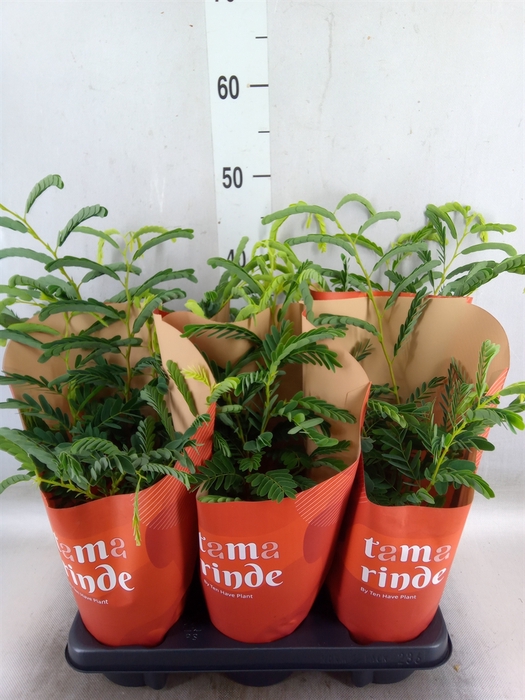 <h4>Tamarindus indica</h4>