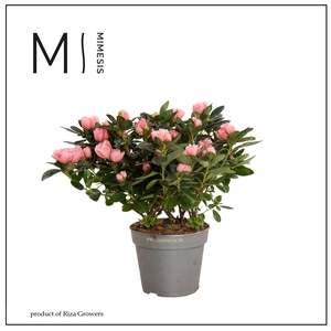 Azalea Zalm - 13cm | Mimesis