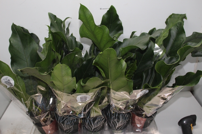 <h4>ANTHURIUM PLOWMANII P12</h4>