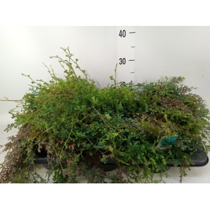 Selaginella uncinata 'Peacock'