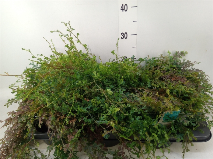 <h4>Selaginella uncinata 'Peacock'</h4>