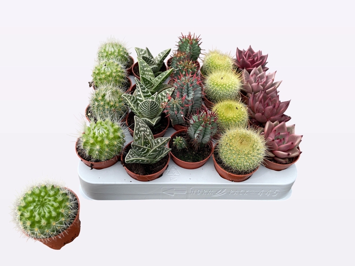 <h4>CACTUS + SUCCU GEM</h4>