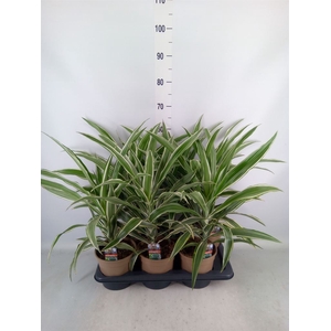 Dracaena fr de 'White Stripe'