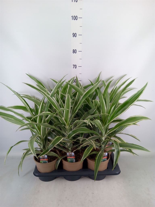 <h4>Dracaena fr de 'White Stripe'</h4>