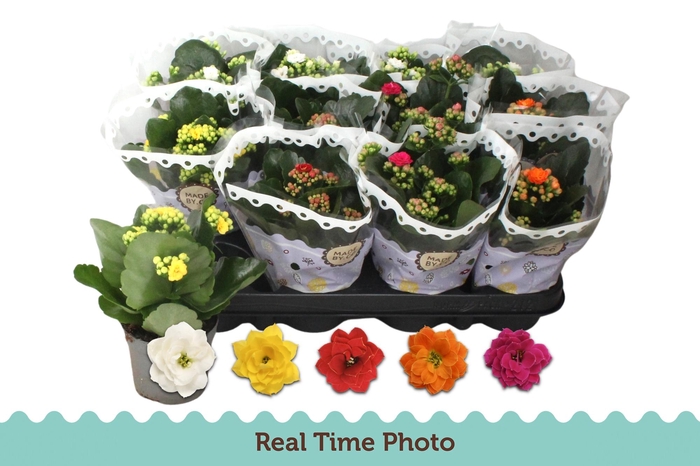 <h4>KAL GE GEM 5 KL</h4>