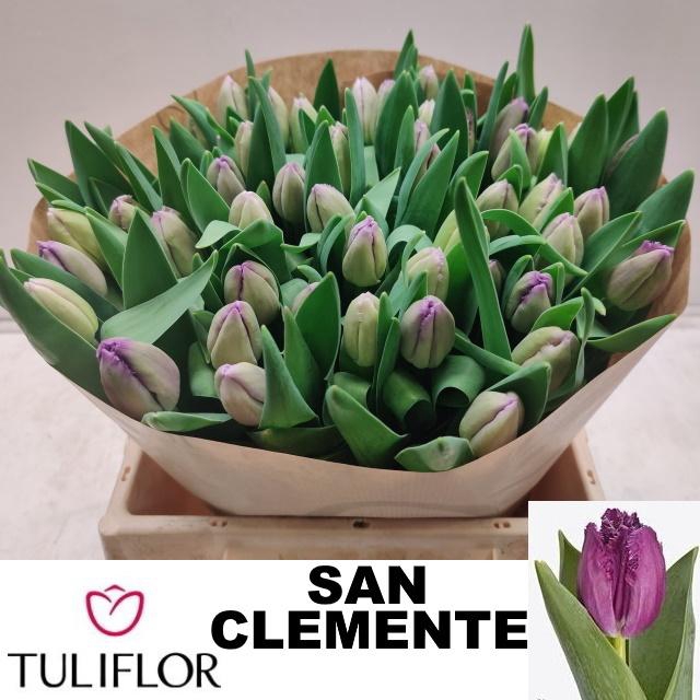 <h4>TU FR SAN CLEMENTE</h4>