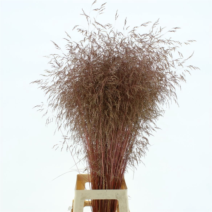 <h4>Deschampsia Red Abs</h4>