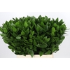Ruscus Hypophyllum