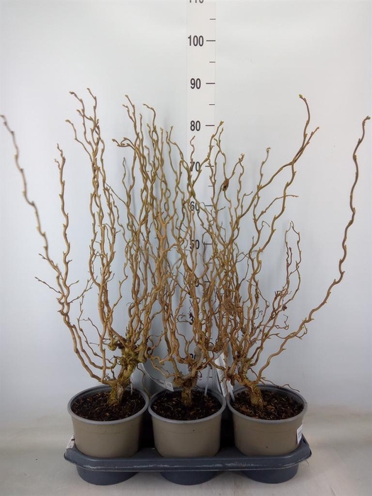 <h4>Corylus avellana</h4>