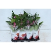 ANTHURIUM BRANCO P06