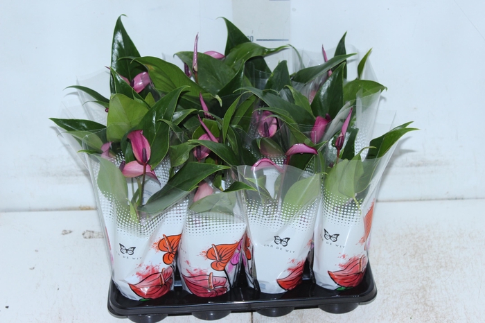 ANTHURIUM BRANCO P06