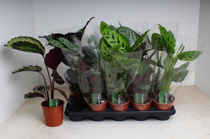 <h4>CALAT GEM 3 SRT</h4>