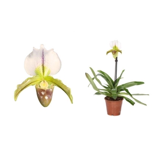 Paphiopedilum p12 leeanum 1bl