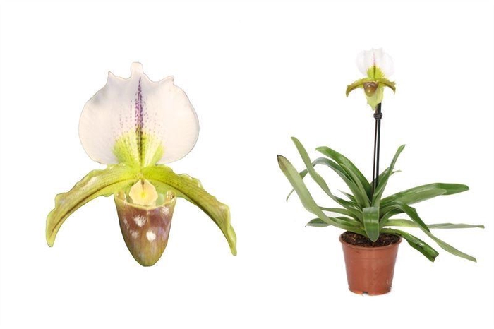 <h4>Paphiopedilum p12 leeanum 1bl</h4>