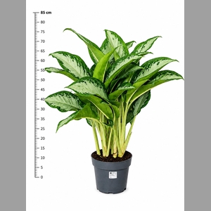 AG GR CLEOPATRA
