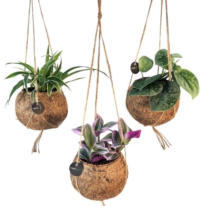 <h4>Planten Groen   ...mix  4</h4>