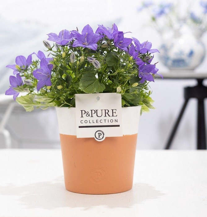 <h4>Campanula 'Napoli' Pure Terra Cotta</h4>