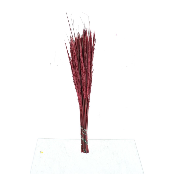 <h4>Calamagrostis Red</h4>