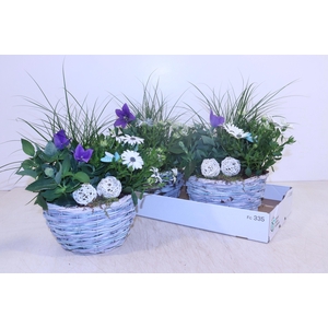 ARR TUINPLANTEN