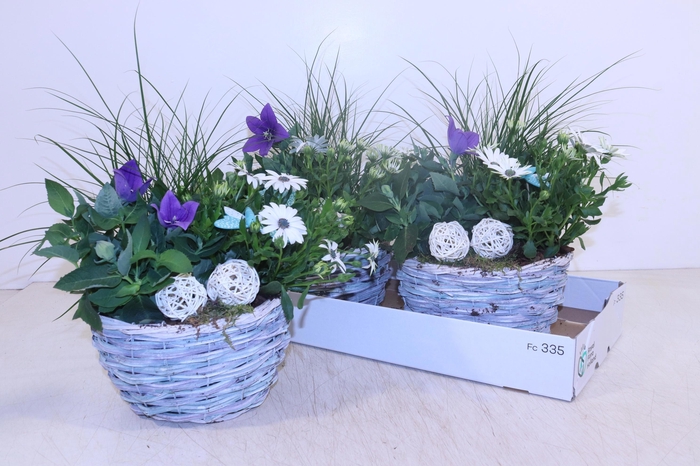 <h4>ARR TUINPLANTEN</h4>